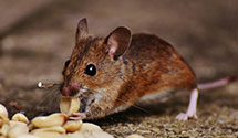 24 Hour & Emergency Exterminators in Toluca Ter, CA